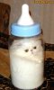 FunnyPart-com-cat_in_a_bottle.jpg